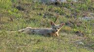 adult bengal_fox black_nose color day eyes_open facing_towards grass image mouth_closed on_stomach outdoors photo single summer_coat tan_fur vulpes wild // 2922x1634 // 5.7MB