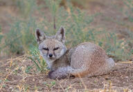 adult bengal_fox black_nose color day eyes_open facing_towards grass image mouth_closed on_stomach outdoors photo single summer_coat tan_fur vulpes wild // 2992x2086 // 3.5MB