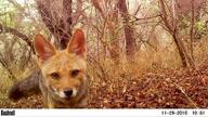 adult black_nose black_tail_tip close_up cloudy day eyes_open facing_towards forest funny gray_fur lycalopex mouth_closed orange_eyes pampas_fox partial_body portrait red_fur single standing staring summer_coat wild // 719x404 // 201KB