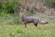 adult black_nose black_tail_tip color day eyes_open facing_towards full_body grass gray_fur image lycalopex mouth_closed orange_eyes pampas_fox photo red_fur single standing staring summer_coat sunny wild // 3072x2048 // 1.9MB