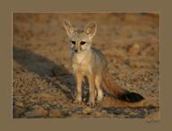 bengal_fox black_nose black_tail_tip color day desert eyes_open facing_towards image mouth_closed outdoors photo single standing summer_coat tan_fur vulpes wild young // 1024x779 // 94KB