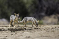 adult black_nose black_tail_tip color day eyes_open facing_side full_body gray_fur image lycalopex mouth_closed multiple orange_eyes outdoors photo sechuran_fox standing sunny white_fur wild // 2048x1365 // 1.5MB