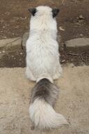 adult black_nose captivity color day facing_away full_body image outdoors photo red_fox single sitting vulpes white_fur zoo // 2224x3337 // 910KB