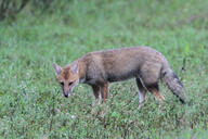 adult black_nose black_tail_tip cloudy day eyes_open facing_towards full_body grass gray_fur lycalopex mouth_closed orange_eyes pampas_fox red_fur single standing staring summer_coat wild // 4680x3120 // 2.9MB