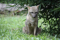 adult black_nose black_tail_tip color day eyes_open facing_towards full_body grass gray_fur image lycalopex mouth_closed orange_eyes pampas_fox photo red_fur single sitting staring summer_coat sunny wild // 2304x1536 // 4.2MB