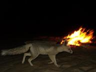 adult black_nose color desert eyes_open facing_side full_body image mouth_closed night orange_eyes photo ruppell's_fox single standing summer_coat tan_fur vulpes walking white_tail_tip wild // 720x540 // 32KB