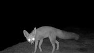 adult black_nose desert eyes_open facing_towards full_body grayscale image mouth_closed night orange_eyes photo ruppell's_fox single standing summer_coat tan_fur vulpes walking white_tail_tip wild // 961x541 // 208KB