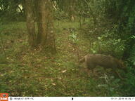 adult black_nose black_tail_tip color day eyes_open facing_side forest full_body grass gray_fur image lycalopex mouth_closed orange_eyes pampas_fox photo red_fur single standing summer_coat sunny walking wild // 3264x2448 // 1.1MB