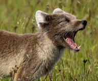 adult arctic_fox black_nose brown_fur day eyes_closed facing_side grass image mouth_open outdoors partial_body single summer_coat sunny teeth tongue vulpes white_tail_tip wild // 2747x2255 // 1.8MB