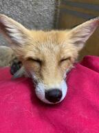 adult black_nose close_up color eyes_closed facing_towards image indoors mouth_closed Nixie no_muzzle_mark on_side on_stomach partial_body pet photo portrait red_fox red_fur single staring summer_coat vulpes white_fur // 960x1280 // 170KB