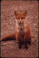 adult black_nose cloudy color day eyes_open facing_towards full_body image mouth_closed muzzle_mark orange_eyes outdoors photo red_fox red_fur single sitting vulpes white_tail_tip wild // 2048x3000 // 1.1MB