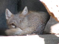 adult black_nose captivity color curled day eyes_open facing_towards full_body gray_fur image indoors mouth_closed orange_eyes photo single staring sunny swift_fox tan_fur vulpes white_fur winter_coat zoo // 2592x1944 // 2.0MB