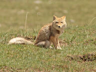 adult black_nose color day eyes_open facing_towards full_body grass gray_fur image mouth_closed orange_eyes photo single sitting staring sunny tan_fur tibetan_fox vulpes white_fur white_tail_tip wild winter_coat // 1928x1450 // 3.0MB