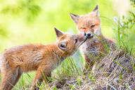 black_nose color day eyes_open facing_side facing_towards full_body grass grooming image mouth_open multiple muzzle_mark orange_eyes photo playing red_fox red_fur sitting standing summer_coat sunny teeth vulpes white_fur white_tail_tip wild wink young // 2600x1733 // 748KB