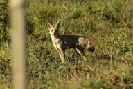 adult black_nose black_tail_tip day eyes_open facing_towards full_body grass gray_fur lycalopex mouth_closed orange_eyes pampas_fox red_fur single standing staring summer_coat sunny wild // 2048x1378 // 769KB