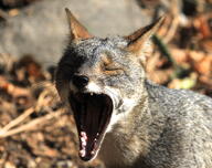 adult color day eyes_closed facing_towards gray_fur image lycalopex mouth_open partial_body photo portrait sechuran_fox single sunny teeth tongue wild yawning // 3583x2835 // 3.0MB