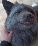 adult color eyes_open facing_towards facing_up gray_fur gray_nose image indoors mouth_closed partial_body petting photo portrait red_fox single sitting teeth vulpes white_tail_tip wild winter_coat // 657x800 // 72KB