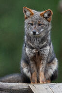 adult black_nose captivity color darwin's_fox day eyes_open facing_away full_body grass gray_fur image lycalopex mouth_closed orange_eyes photo raining single sitting // 2643x3964 // 3.2MB