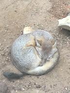 adult black_nose black_tail_tip captivity color curled day eyes_closed facing_towards full_body gray_fur image indoors mouth_closed photo single sleeping summer_coat swift_fox tan_fur vulpes white_fur zoo // 4032x3024 // 2.0MB