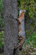 adult black_nose black_tail_tip climbing color day eyes_open facing_up forest full_body gray_fox gray_fur image mouth_closed orange_eyes outdoors photo red_fur urocyon white_fur wild // 2980x4470 // 4.9MB