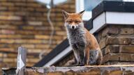 adult black_nose cloudy day eyes_open facing_towards full_body image mouth_closed no_muzzle_mark orange_eyes outdoors red_fox red_fur single sitting urban vulpes white_fur white_tail_tip wild // 1920x1080 // 343KB