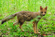 adult black_nose black_tail_tip day eyes_open facing_towards full_body grass gray_fur lycalopex mouth_closed orange_eyes pampas_fox red_fur single standing summer_coat sunny walking wild // 1963x1304 // 1.2MB