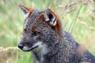 adult black_nose color darwin's_fox day eyes_open facing_side grass gray_fur image lycalopex mouth_closed orange_eyes outdoors partial_body photo single sitting sunny wild // 3888x2592 // 1.3MB