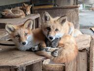 adult black_nose captivity color day eyes_open facing_towards green_eyes image indoors Maeshiro mouth_closed multiple on_stomach orange_eyes photo red_fox red_fur vulpes white_fur // 4080x3072 // 1.7MB