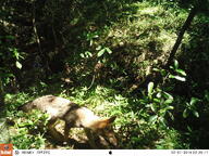 adult black_nose black_tail_tip day eyes_open facing_side full_body grass gray_fur lycalopex mouth_closed orange_eyes pampas_fox red_fur single sniffing standing summer_coat sunny walking wild // 3264x2448 // 1.1MB