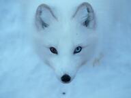 adult arctic_fox black_nose blue_eyes cloudy color day eyes_open facing_towards heterochromia image mouth_closed orange_eyes outdoors partial_body photo portrait single snow standing vulpes white_fur white_tail_tip wild // 3648x2736 // 715KB