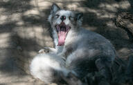 adult arctic_fox black_nose captivity color day eyes_open facing_towards full_body gray_fur image mottled_nose mouth_open on_stomach photo pink_nose single vulpes white_fur white_tail_tip yawning zoo // 4257x2725 // 6.0MB