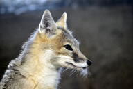 adult black_nose close_up color eyes_open facing_side gray_fur image mouth_closed orange_eyes partial_body photo portrait single sitting staring swift_fox tan_fur vulpes white_fur wild winter_coat // 4608x3072 // 7.3MB