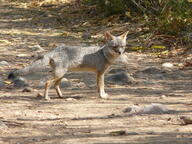 adult black_nose black_tail_tip color day eyes_open facing_towards full_body gray_fur image lycalopex mouth_closed orange_eyes outdoors photo sechuran_fox single standing sunny white_fur wild // 2048x1536 // 1.5MB