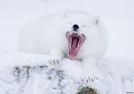 adult arctic_fox day eyes_closed image mouth_open photo single vulpes yawning // 1153x811 // 521KB