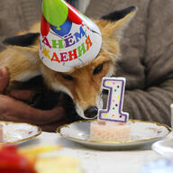 adult black_nose close_up color day eyes_open facing_down facing_towards image indoors mouth_closed muzzle_mark Nixie on_stomach orange_eyes partial_body pet photo portrait red_fox red_fur single sniffing staring summer_coat vulpes white_fur // 1000x1000 // 939KB