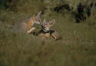 black_nose black_tail_tip booping cloudy color day eyes_open facing_side facing_towards full_body grass gray_fur image mouth_closed multiple on_side orange_eyes photo scratching sitting summer_coat swift_fox tan_fur vulpes white_fur wild young // 663x455 // 37KB