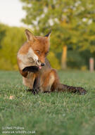 adult black_nose cloudy color day eyes_open facing_towards full_body grass grooming image mouth_open muzzle_mark outdoors photo red_fox red_fur single sitting summer_coat teeth urban vulpes wild // 720x1024 // 163KB