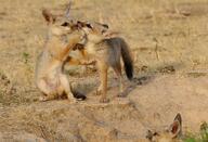 bengal_fox black_nose black_tail_tip color day desert eyes_open facing_side image mouth_closed outdoors photo single standing summer_coat tan_fur vulpes wild young // 1982x1349 // 635KB