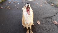 adult black_nose captivity cloudy day eyes_closed facing_towards full_body image mouth_open no_muzzle_mark outdoors red_fox red_fur single sitting teeth tongue urban vulpes white_fur yawning zoo // 4096x2302 // 2.0MB