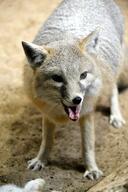 adult black_nose color day desert eyes_open facing_towards funny gray_fur image mouth_open orange_eyes partial_body photo single standing staring sunny swift_fox tan_fur teeth vulpes white_fur wild winter_coat zoo // 2982x4468 // 2.7MB