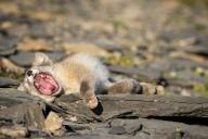 adult arctic_fox day eyes_closed image mouth_open photo single vulpes yawning // 2040x1360 // 569KB