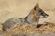 adult black_nose captivity color day eyes_open facing_towards full_body gray_fur image lycalopex mouth_closed orange_eyes outdoors photo sechuran_fox single standing sunny white_fur zoo // 1200x796 // 934KB