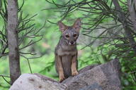 adult black_nose color day eyes_open facing_towards forest gray_fur image lycalopex mouth_closed orange_eyes outdoors partial_body photo sechuran_fox single sitting white_fur wild // 6000x4000 // 8.4MB