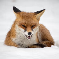 adult black_nose color curled day eyes_open image large_muzzle_mark mouth_closed orange_eyes partial_body photo red_fox red_fur single snow vulpes white_fur white_tail_tip wild // 1600x1600 // 704KB