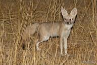 adult black_nose black_tail_tip color desert eyes_open facing_towards full_body image mouth_closed night outdoors pale_fox photo single standing tan_fur vulpes wild // 1152x768 // 261KB