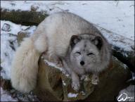 adult arctic_fox captivity day eyes_open fat image photo single vulpes // 754x570 // 394KB