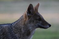 adult black_nose color day eyes_open facing_side gray_fur hoary_fox image lycalopex mouth_closed orange_eyes outdoors partial_body photo single tan_fur wild // 2048x1365 // 816KB