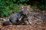 adult black_nose cloudy color darwin's_fox day eyes_open facing_towards full_body grass gray_fur image lycalopex mouth_open orange_eyes outdoors photo scratching single sitting wild // 1599x1066 // 549KB