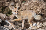 adult black_nose black_tail_tip color day eyes_open facing_side facing_towards full_body gray_fur image lycalopex mountains mouth_closed orange_eyes pampas_fox photo red_fur single standing staring summer_coat sunny wild // 6016x4016 // 6.3MB