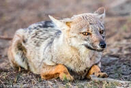 adult black_nose black_tail_tip color day eyes_open facing_towards full_body gray_fur image lycalopex mouth_closed on_stomach orange_eyes outdoors pampas_fox photo red_fur single staring summer_coat sunny teeth wild // 3406x2290 // 1.3MB